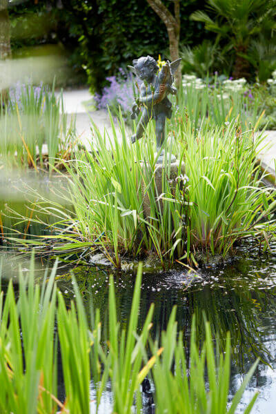 Pond plants