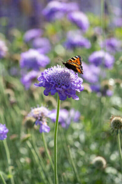 Butterfly plants